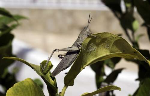 Egyptian Grasshopper Grasshopper Anacridium