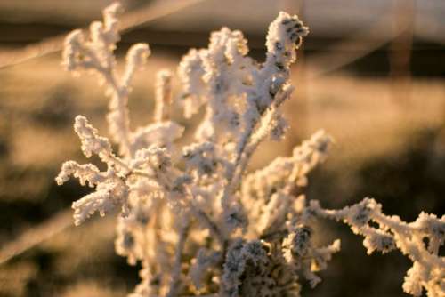 Eiskristalle Winter Frozen Morning Sunrise