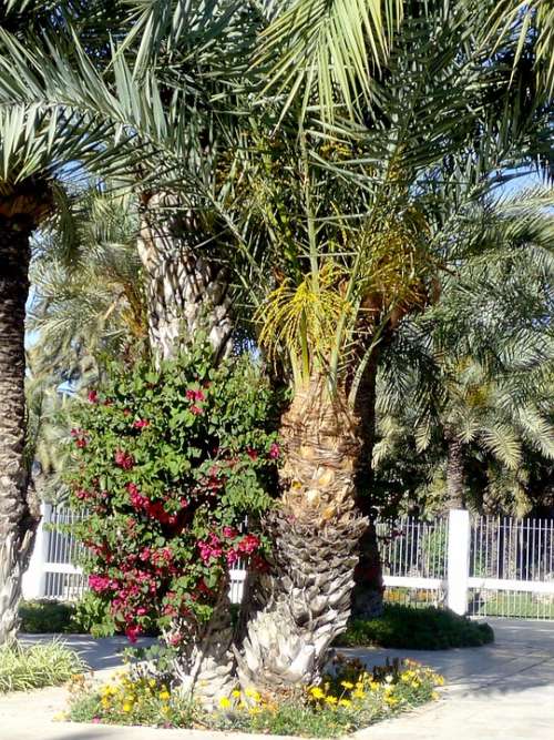 Elche Park Walk Tourism Palms Plants Nature