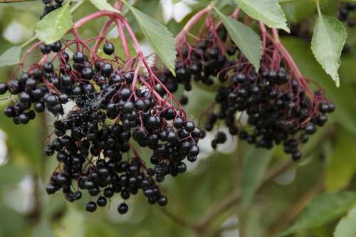 Elder Black Elderberry Elderberries Berries Ripe