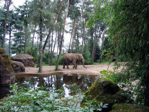 Elephant African Elephant African Bush Elephant