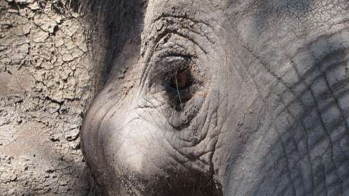 Elephant Eye Africa Close Up Animal