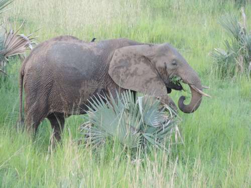 Elephant Africa Safari