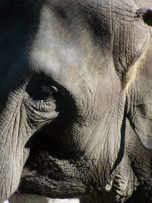Elephant Close Up Animals Zoo