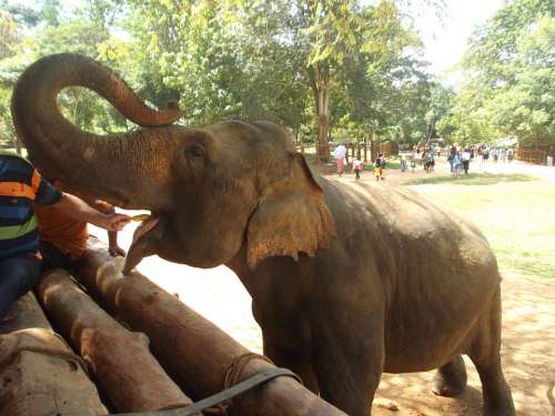 Elephant Feed Feeding Eat Sri Lanka