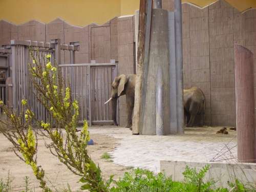 Elephant Zoo Animal Enclosures Hallucination