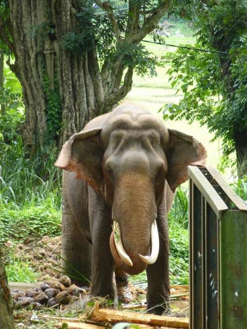 Elephant Animals Animal Tusk Pachyderm Ivory