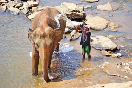 Elephant Bath Maha Oya River Sri Lanka Pinnawala