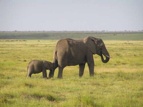 Elephant African Bush Elephant Africa Wilderness