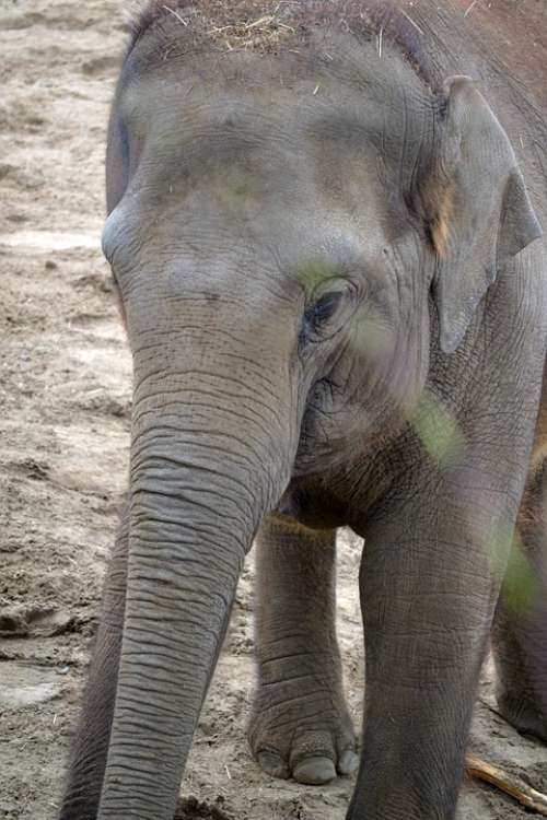 Elephant Baby Elephant Baby Elephants Face Trunk