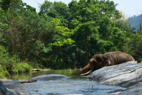 Elephant Water Mist Wild Nature Wildlife Animal