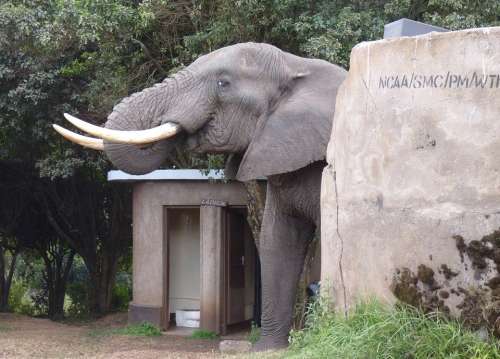 Elephant Africa Toilet Tusks Campsite