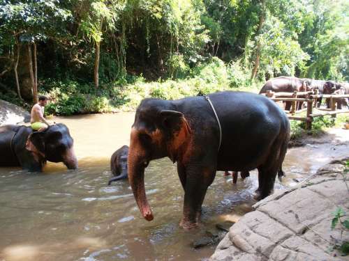 Elephant Thai Elephant Animal