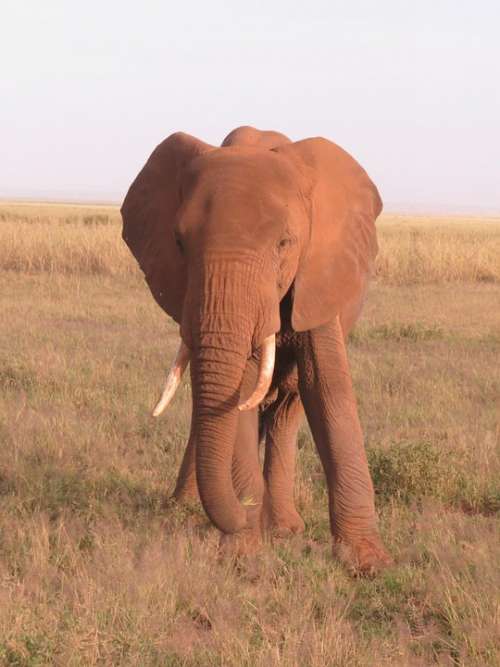 Elephant Kenya Africa Wildlife Nature African