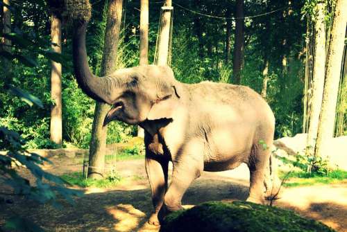 Elephant Animal Mammal Happy Eating Grunge