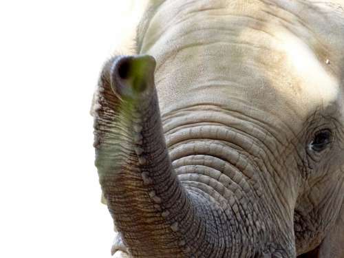 Elephant Trunk Zoo Animal Mammal Head Big Strong