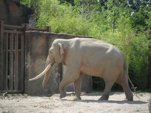 Elephant Animal Wildlife Zoo Mammal Nature