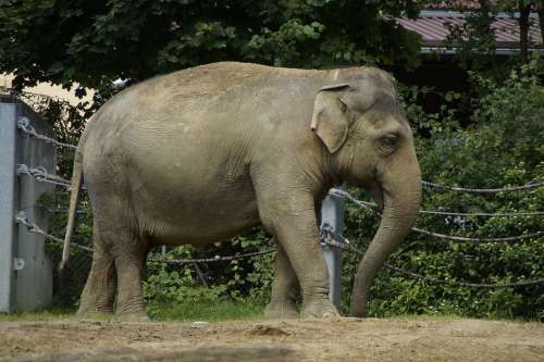 Elephant Indian Elephant Animal Pachyderm Side Zoo