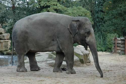 Elephant Zoo Africa Animals Big Five Nature Grey