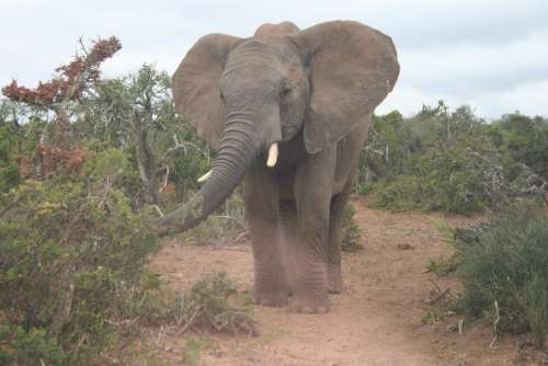 Elephant Wildlife African Safari Animals Grey