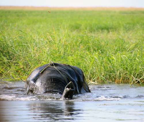 Elephant Africa Botswana South Africa Water Nature