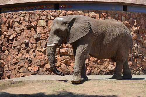 Elephant Animal Big Zoo
