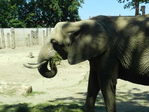 Elephant Zoo Animals Africa Grey Close Up Mammals