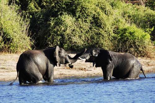 Elephant Water Elephant Fight Rivals River Water