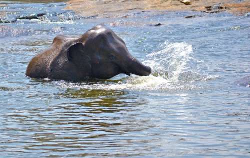 Elephant Baby Playing In Water River River Bath