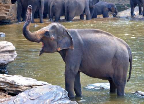 Elephant Bath Elephant Pregnant Elephant