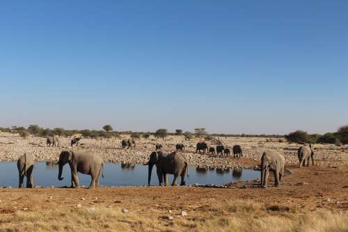 Elephants Namibia Wild Nature