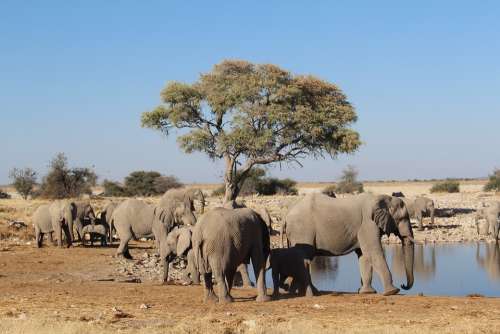 Elephants Namibia Wild Nature