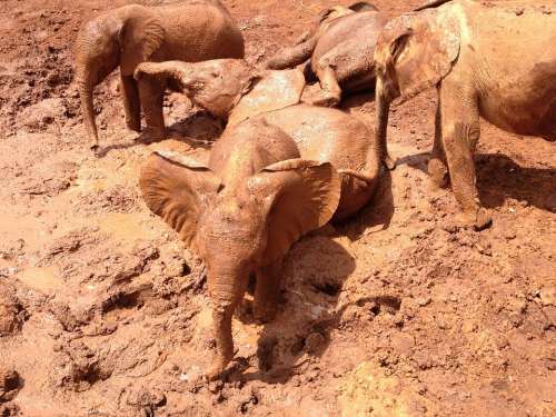 Elephants Mud Kenya Africa