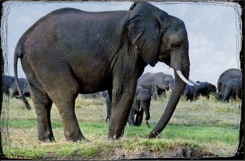 Elephants Animal Namibia Safari Africa Wild Life