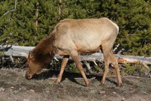 Elk Animal Mammal Yellowstone