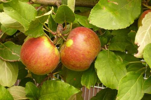 Elstar Apple Fruit Vitamins Healthy Red Green
