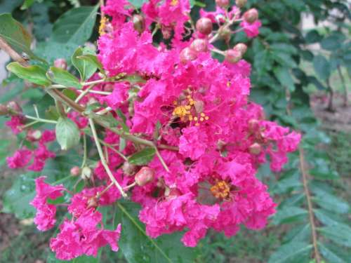 Embankment Angle Park Flower Garden Plant