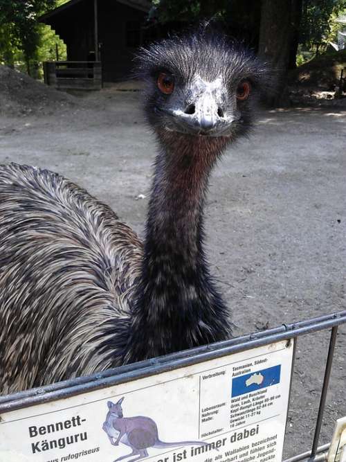 Emu Animal Park Ulm Wild Animal Head