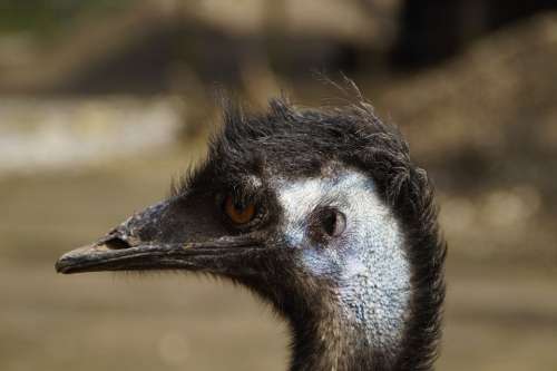 Emu Head Portrait Face Flightless Bird Australia