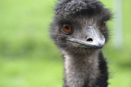 Emu Poultry Strauss Run Flightless Bird Bird