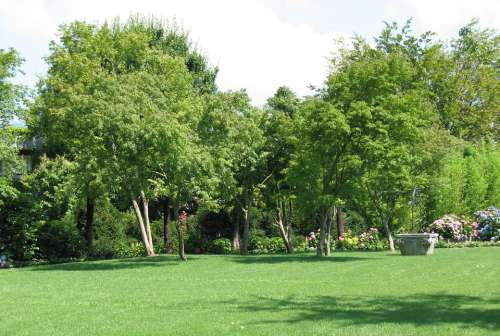 Enea Garden Landscape Tree Plant Rapperswil Trees