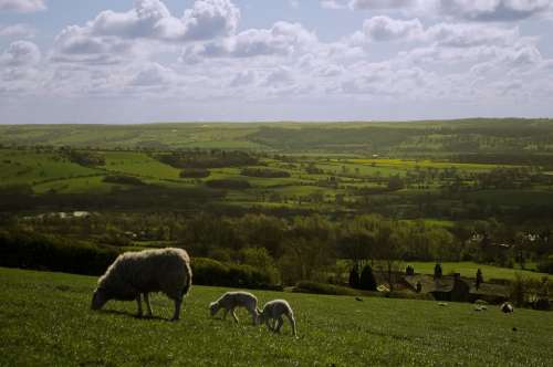 England North Yorkshire Landscape Season Animals