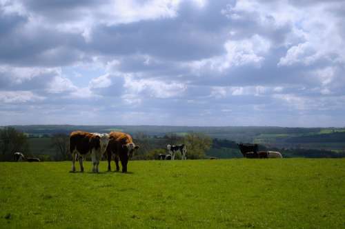 England North Yorkshire Cow Cows Landscape Grass