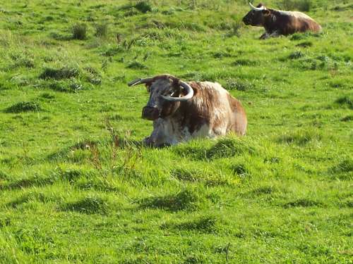 English Longhorn Cattle Cows Cattle Brown And White