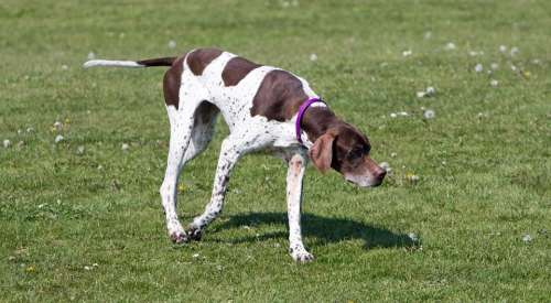 English Pointer Pointer Dog Hunting Canine Pet