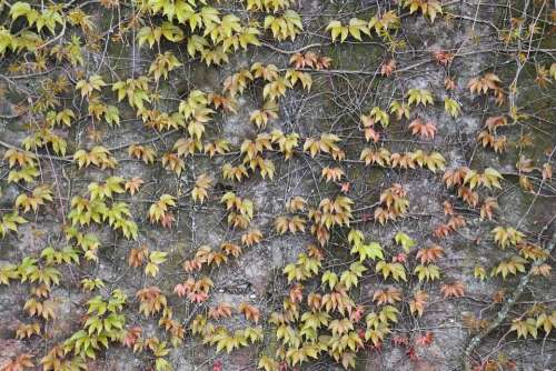 Entwine Leaves Autumn Nature Background