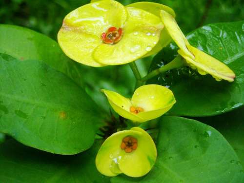 Ephorbia Flowers Yellow Leaf Green