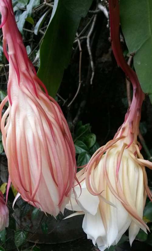 Epiphyllum Anguliger Flower Epiphyllum Rare