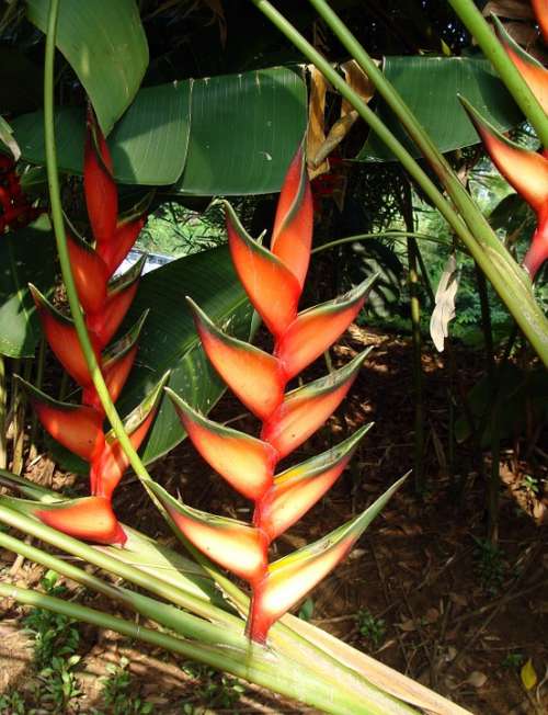 Erect Lobster Claw Erect Heliconia Heliconia Stricta