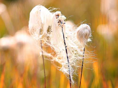 Eriophorum Angustifolium Cotton White Grass Woolly